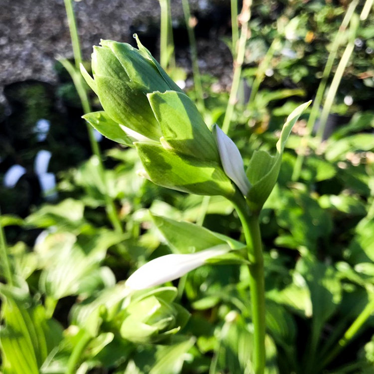 HOSTA ROYAL STANDARD